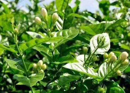 茉莉花虫害用什么防治效果好"