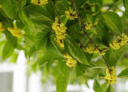 桂花树什么时候开花 一年四季开花吗