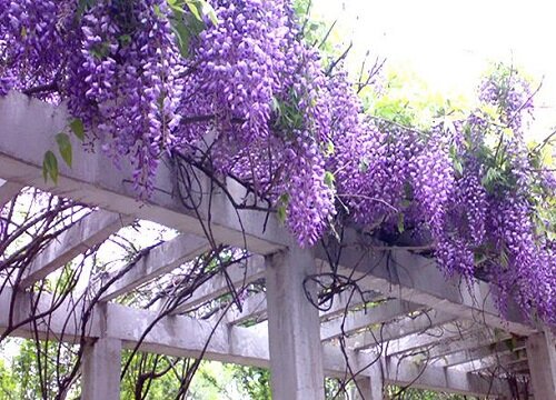 紫藤花有几种颜色 开花有什么颜色（图）