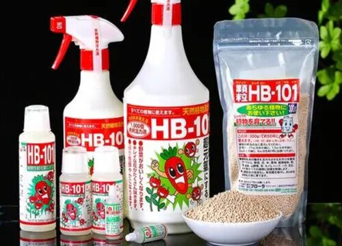 hb101活力素如何喷洒兰花旺盛