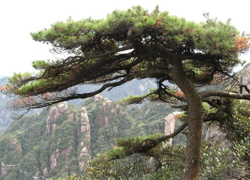 青松是什么植物类别