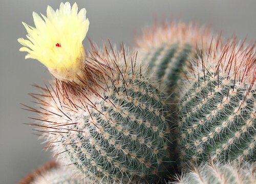 仙人球开花是什么样子的 开什么颜色花