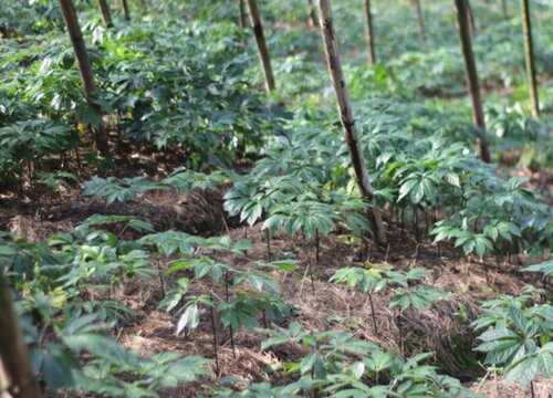 三七种植时间和方法