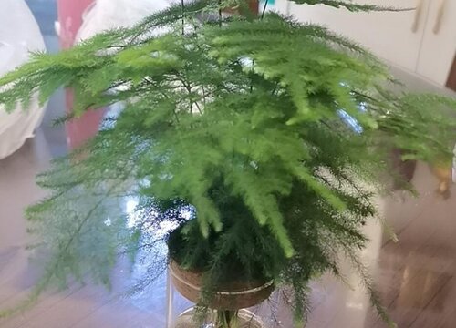 非常害怕太阳直射的花卉植物"