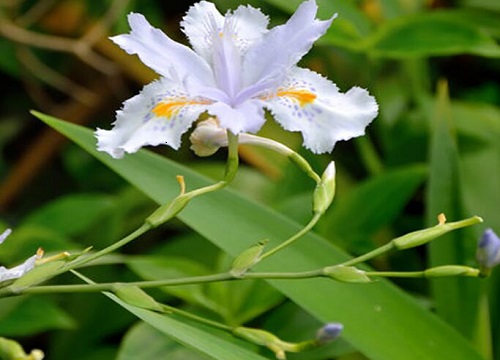 鸢尾花可以水培吗