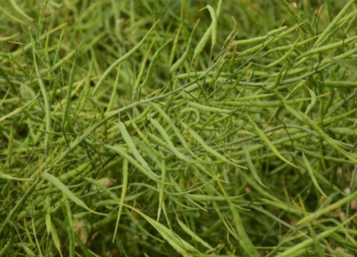 油菜籽种植时间和方法 种植技术及田间管理