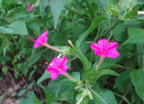 烟草花什么季节开花