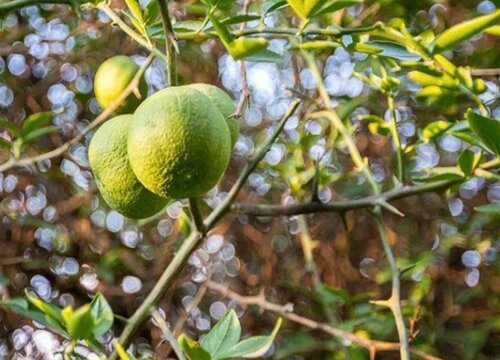 枳树是什么树 属于芸香科植物