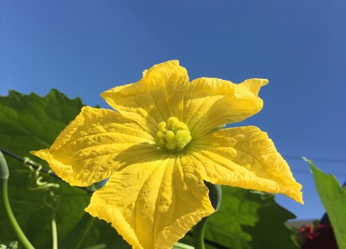 丝瓜什么时候开花