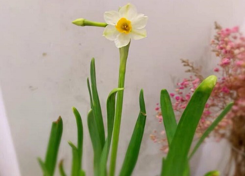 水仙花抗冻吗"