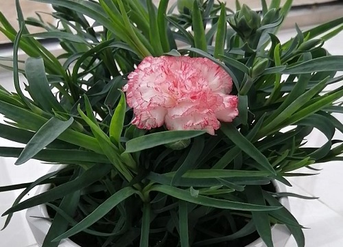 康乃馨种植时间和方法