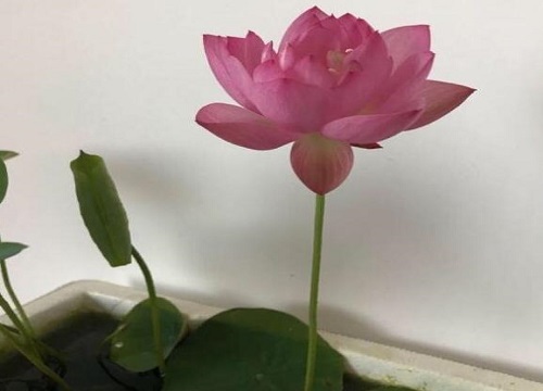 上海室内适合养什么花卉植物