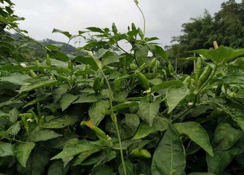 辣椒种植时间和方法