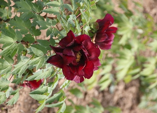 牡丹花怎么养护开花鲜艳满屋飘香"