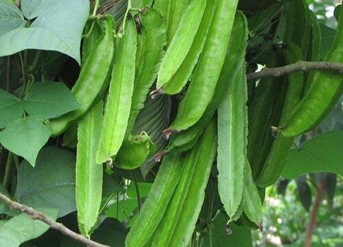 龙豆种植时间和方法"