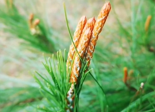 松树开花好不好