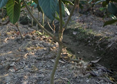 枇杷多久成熟 从开花到成熟要多久