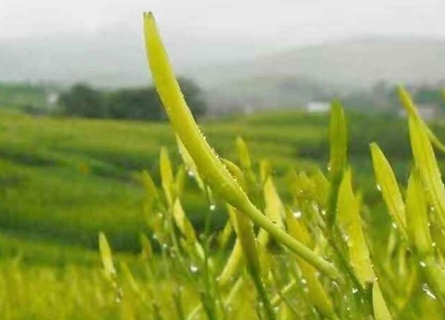 黄花菜什么时候开花 开花季节是几月份