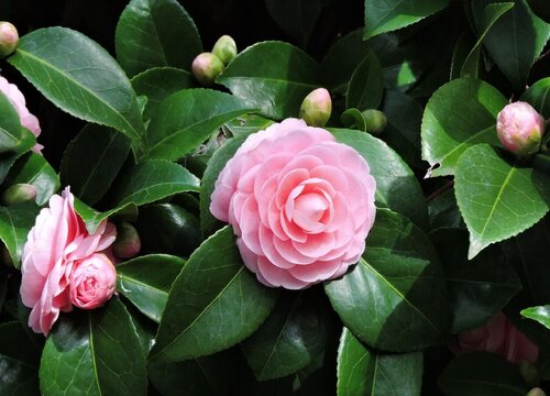 山茶花怎么养才开花"