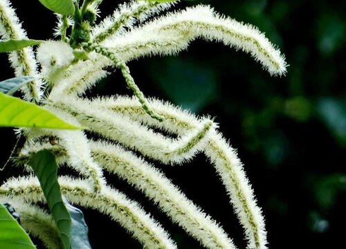 毛毛虫花怎么养才开花