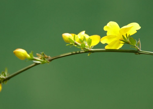 迎春花几月份开花