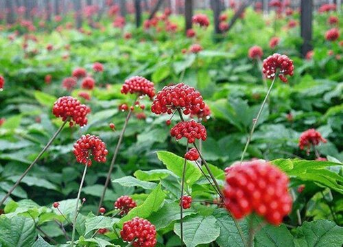 三七种植条件 适合在什么地方种植