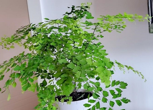 铁线蕨是什么植物类别