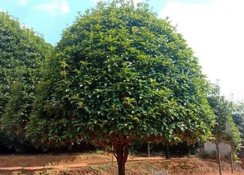 种植桂花树赚钱吗 种植前景如何