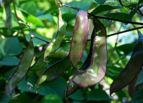 猪耳朵豆角种植时间和方法