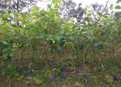 青枣什么季节成熟 成熟的季节是几月