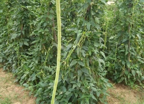 青刀豆种植时间和方法"