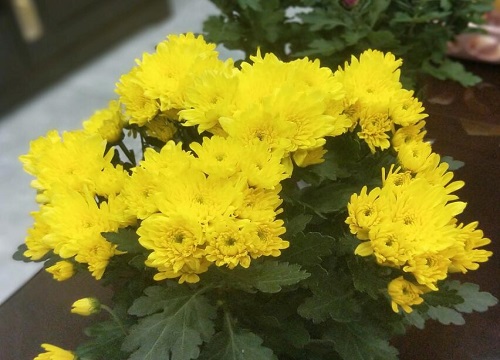 菊花有几种颜色 分别是什么颜色