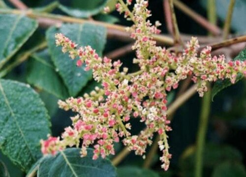 五倍子什么时候开花