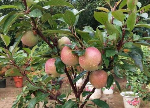 盆栽苹果树怎么剪枝