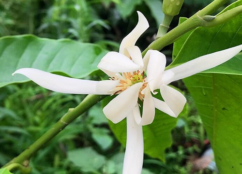 晋江的市花是什么花