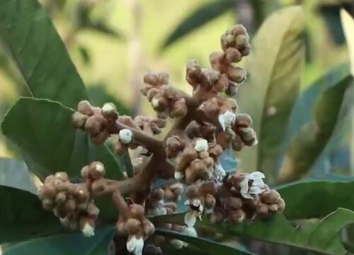 枇杷会开花吗