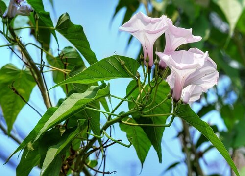 牵牛花什么季节开花 一般在几月份开花