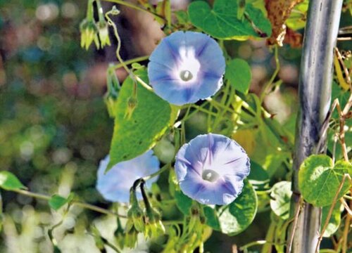 牵牛花的花语和寓意 象征意义是什么