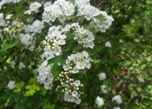 花椒开花是什么样子 开花时间与寓意