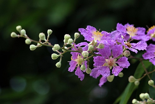 紫薇花几月份开花"