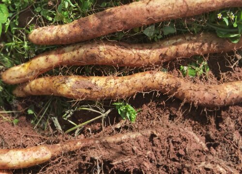 山药什么季节成熟 成熟收获是几月份