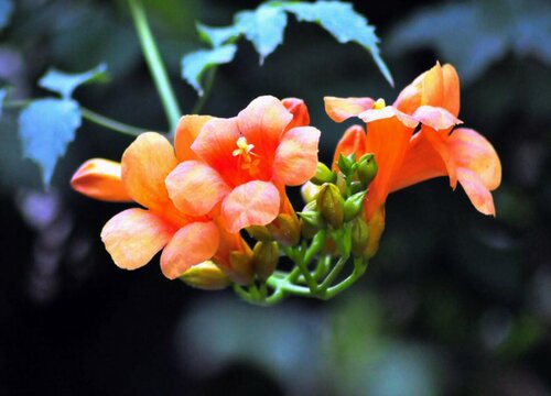 爬山虎会开花吗