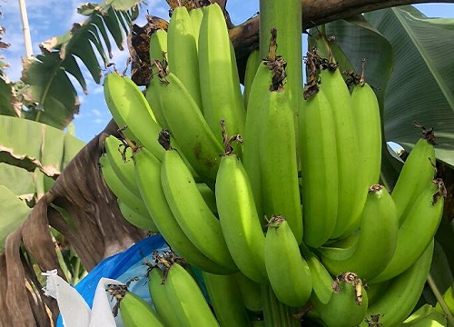 香蕉怎么繁殖后代 繁殖方式