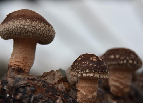 种植香菇赚钱吗 种植成本与利润