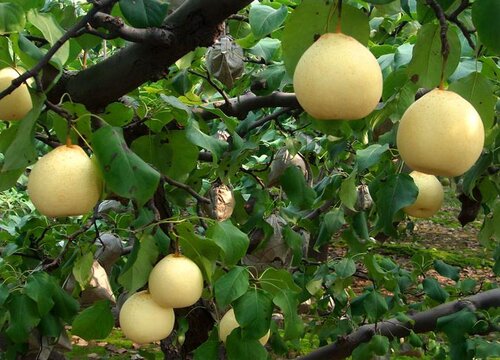 鸭梨什么季节成熟 成熟季节是几月份