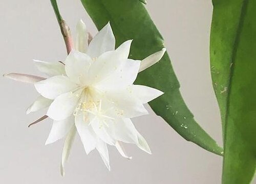 昙花可以水培吗