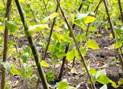 地豆角种植时间和方法"