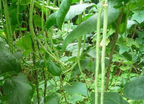 缸豆种植时间和方法