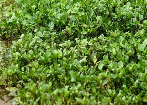 西洋菜种植时间和方法