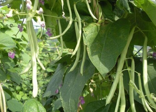 晚豆角种植时间和方法"